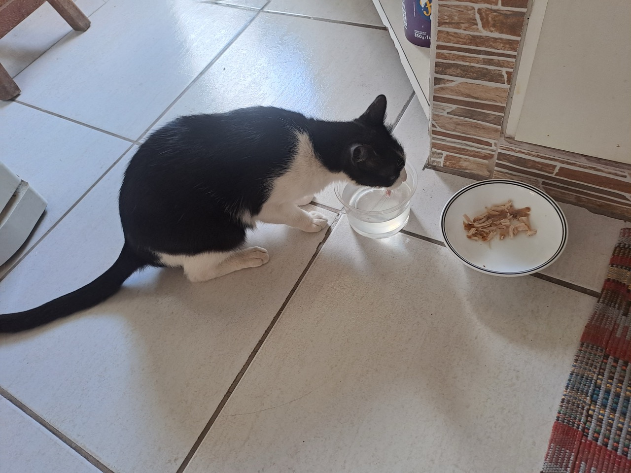 A gata Coisa Linda comendo em minha coizinha